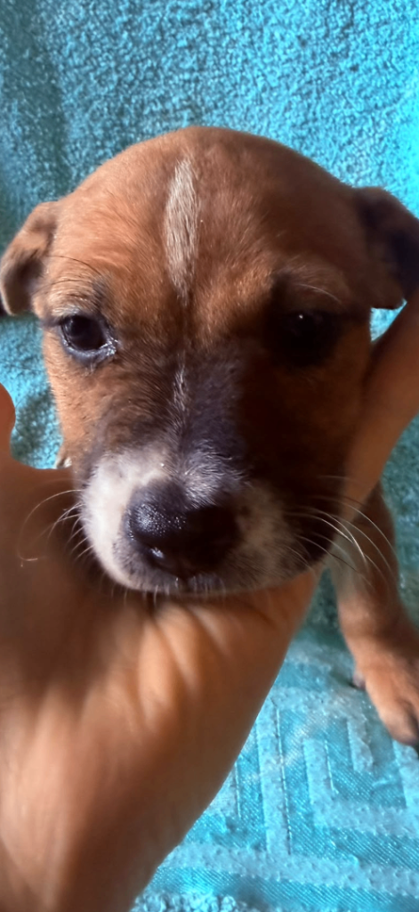 Jack Russell pups 