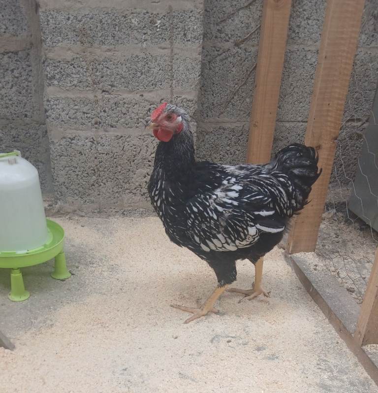 Silver Dappled Wyandottes 