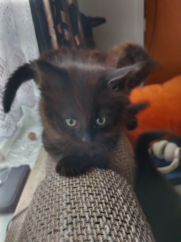 Cross ragdoll boys 8 weeks old 