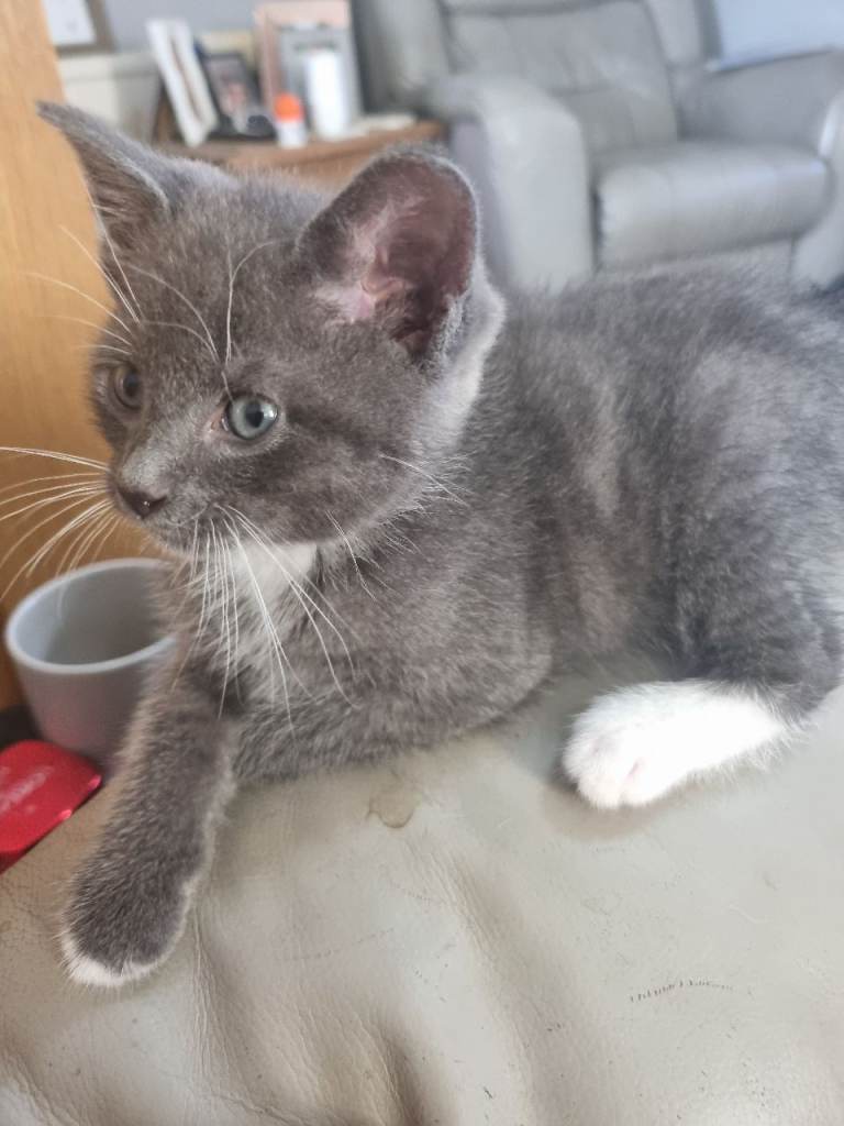 Gorgeous Kittens available