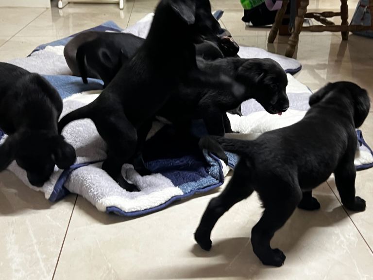 Black Lab pups From Liskoney fun fenella 