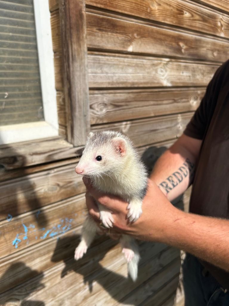 Ferrets