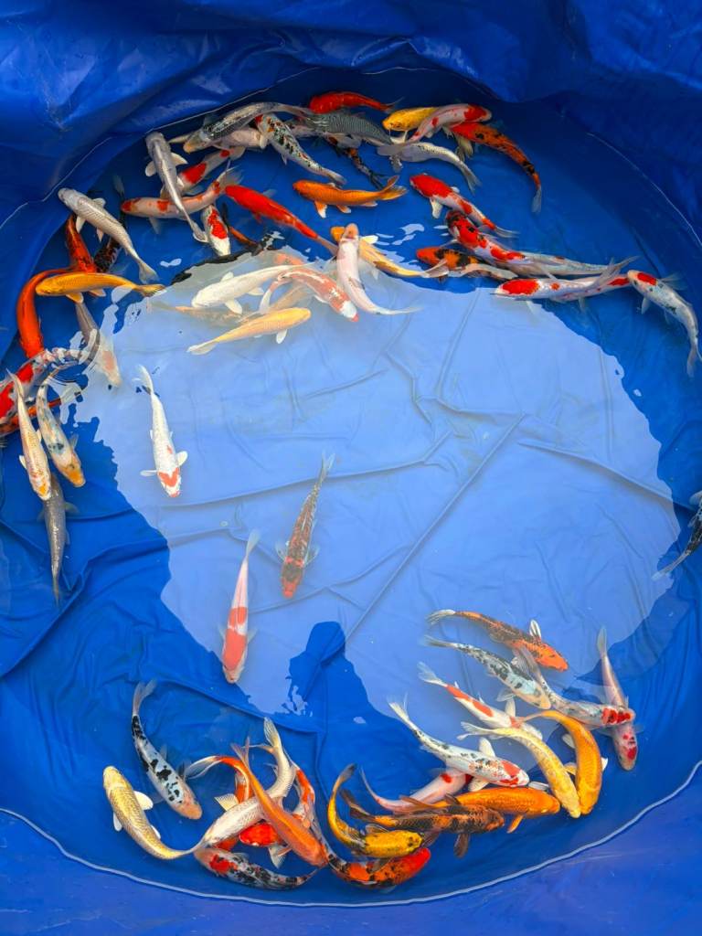 Koi carp 6-8” 