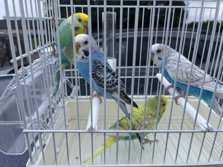 Budgies 