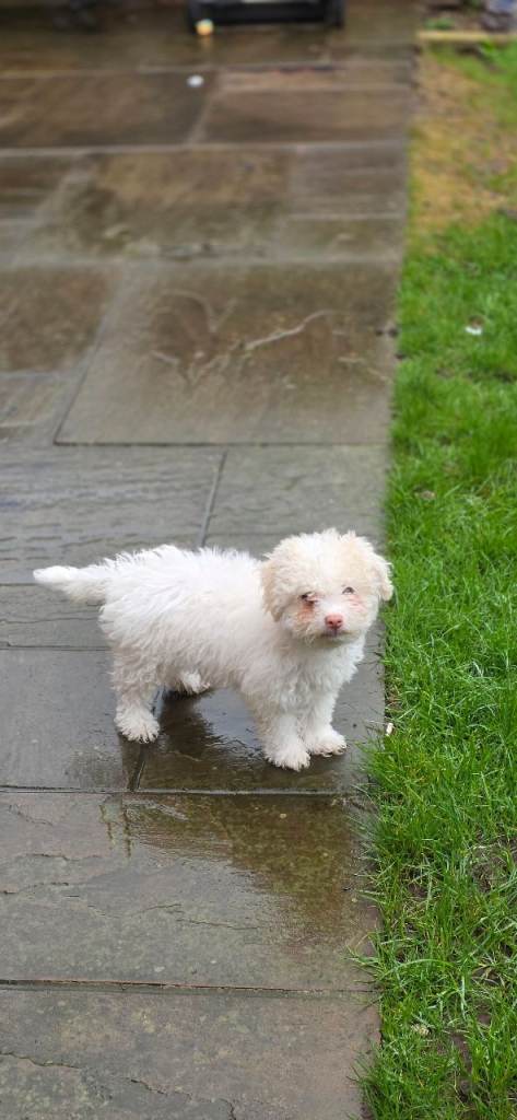 Bichon frise