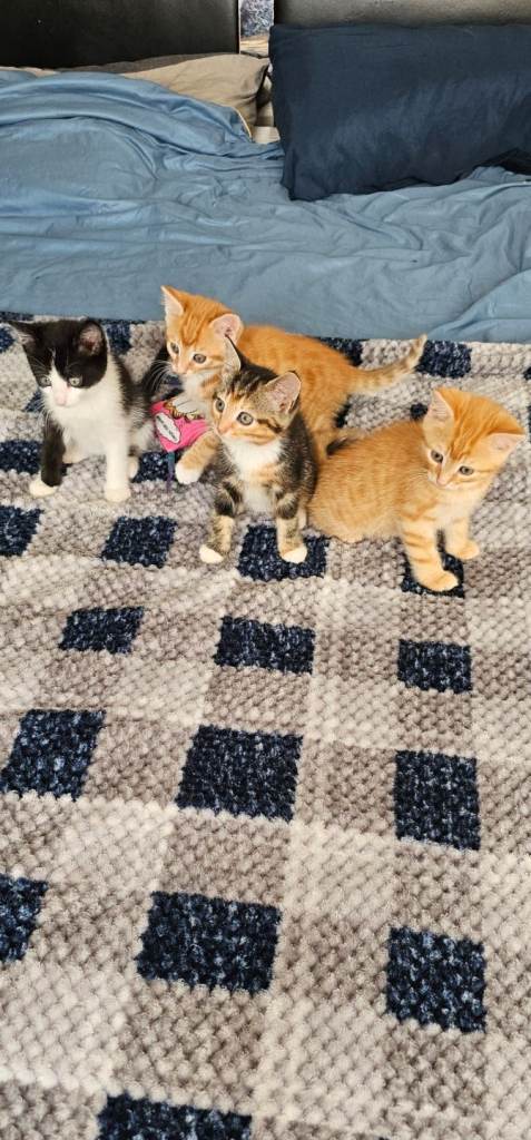 Beautiful 4 KITTENS 8 Week old,two ginger boys,one black and white and one mixed girl