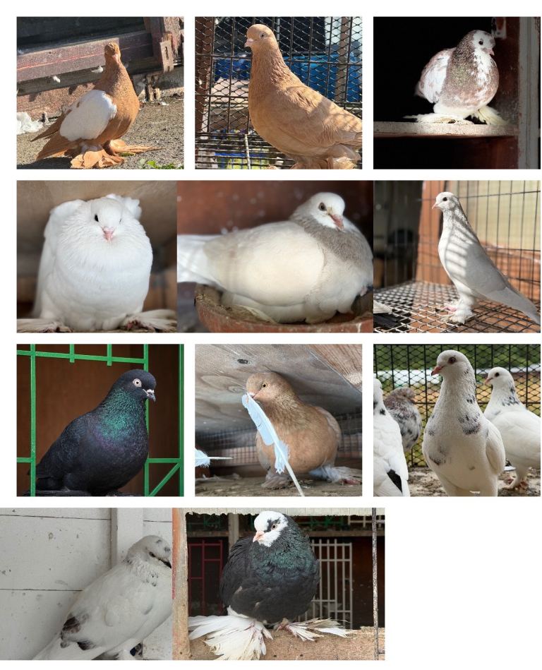 Tumbler pigeons