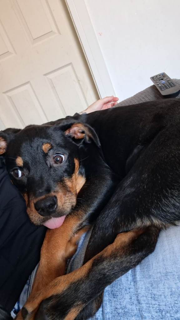 Cane corso cross rotweiler 