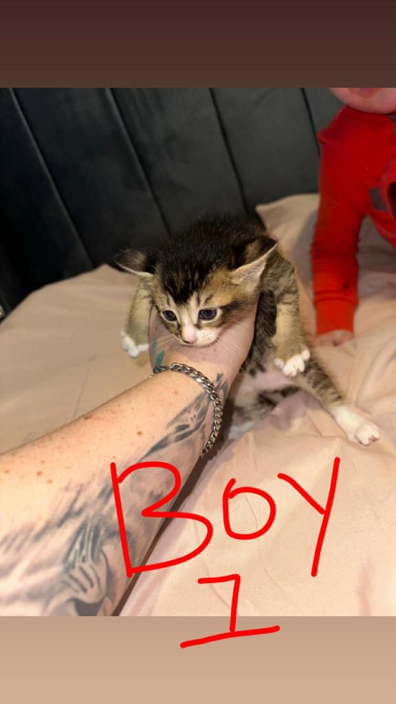 Bob tail kittens, £100