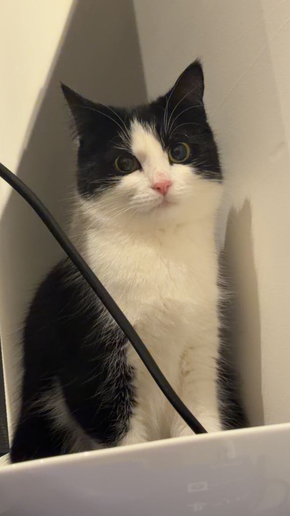 Cat for sale - urgent 