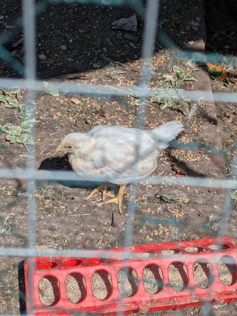 Chick for sale