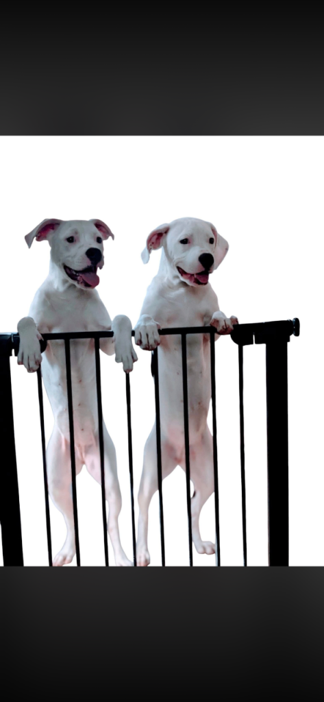2 american bulldogs