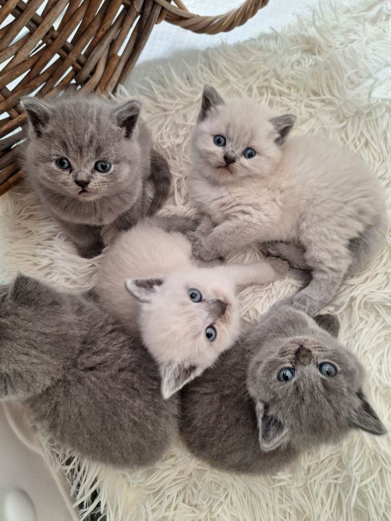 Adorable 5 British Shorthair kittens, London
