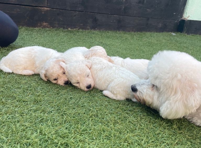 Bichon frise