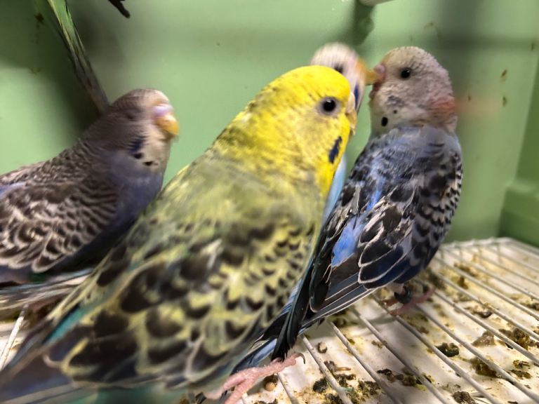 Budgies for sale, male and female available