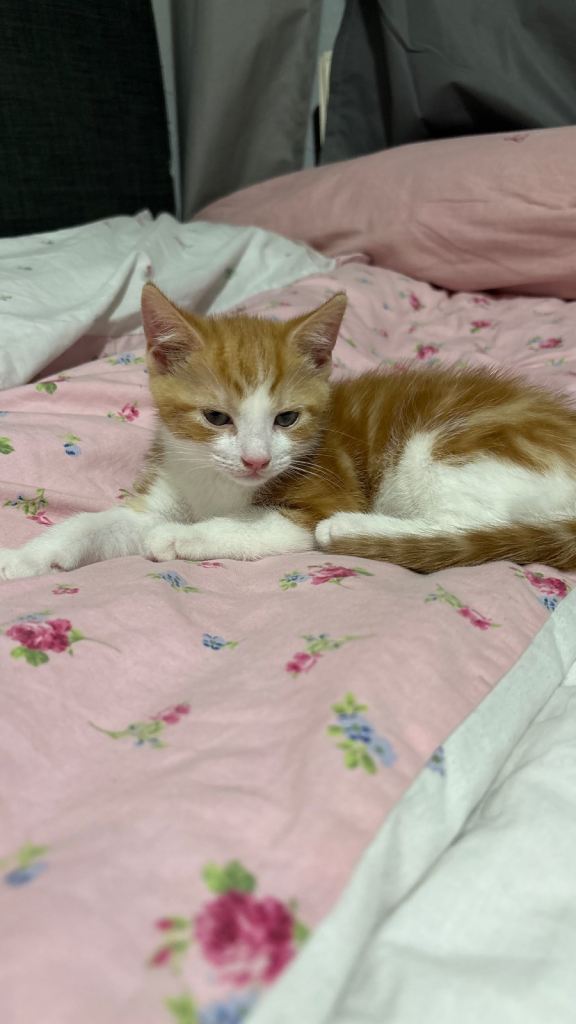 Kitten - Boy