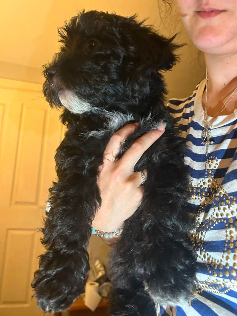 Cockapoo puppies f1b