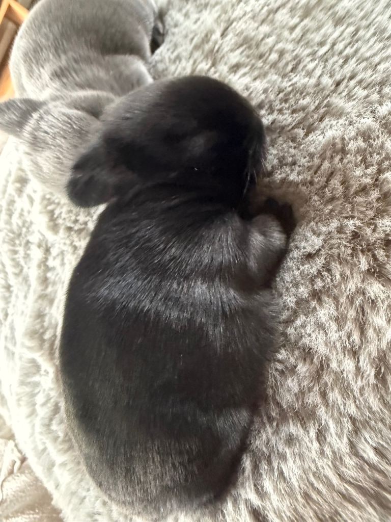 Mini lop/Netherlands dwarf