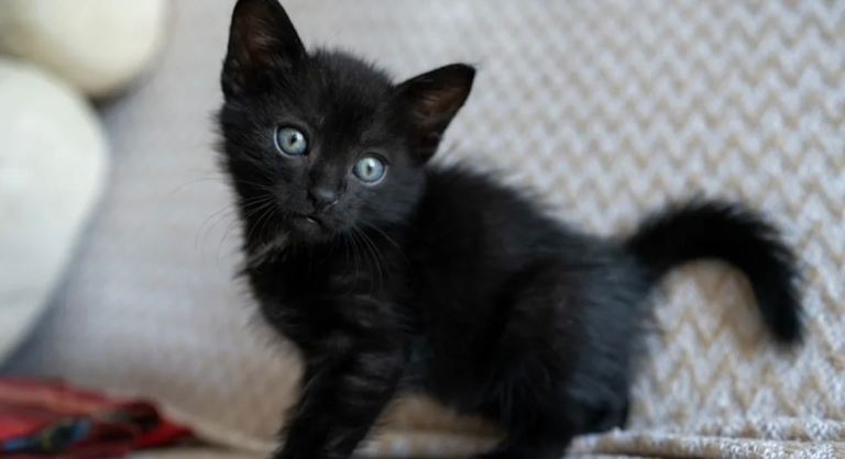 Fully black female kitten 