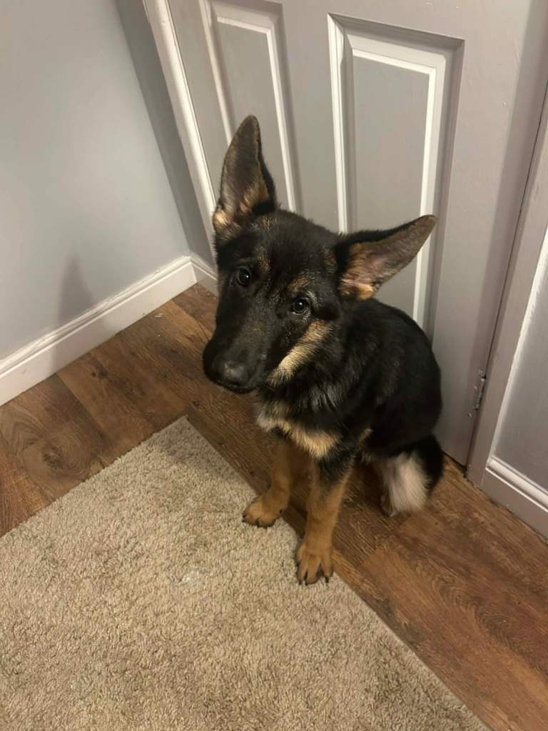 German shepherd 8 month old 