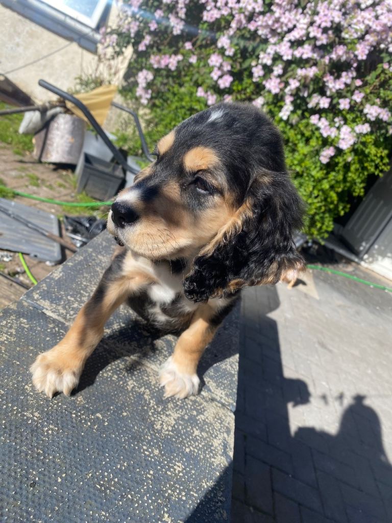 Show cocker/cocker spaniel puppy’s 
