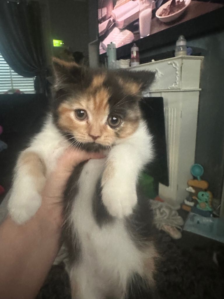 Got 3 British shorthair/exotic Persian kittens 10 weeks old 