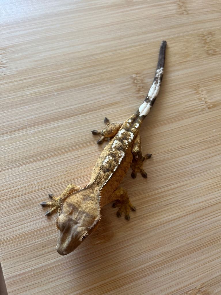Various Crested Geckos, corn snakes and leopard gecko