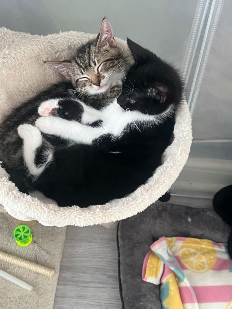 2 male kittens 
