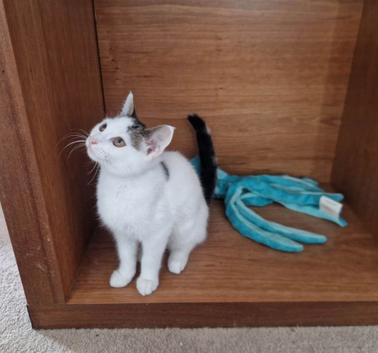 Kitten male for sale- 1 left needs to go asap