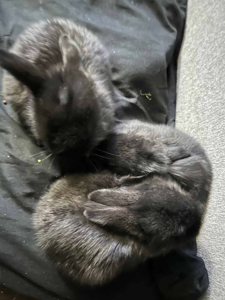 Gorgeous Baby rabbits/bunnys 