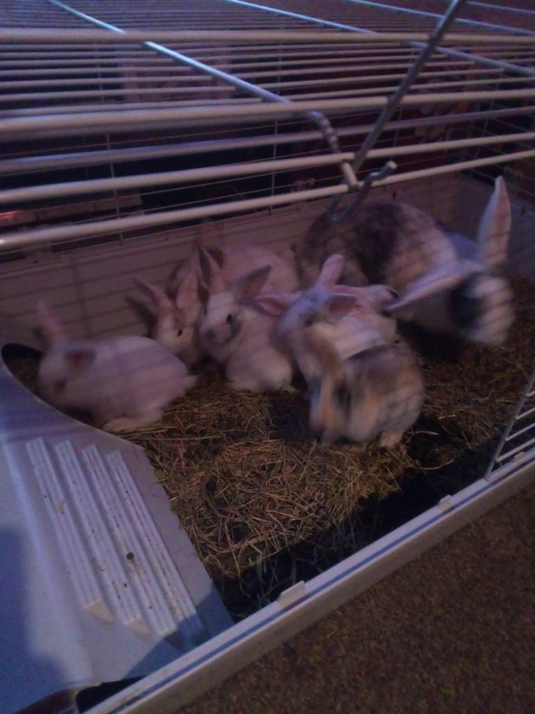 Baby rabbits 