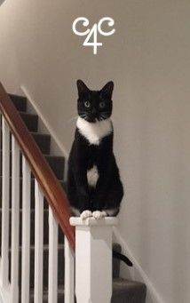 Property guardian - Free cat-sitting, house-sitter available