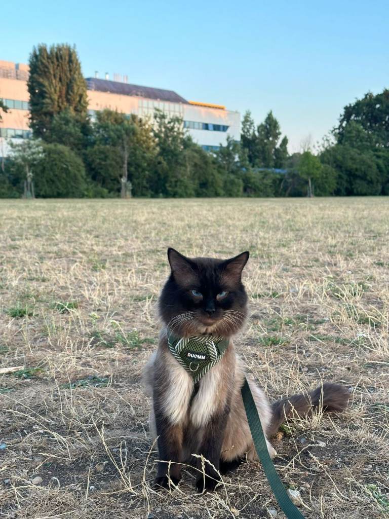 Pure ragdoll male kittens