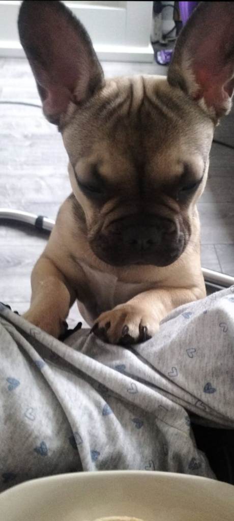 French bull dog - blonde female