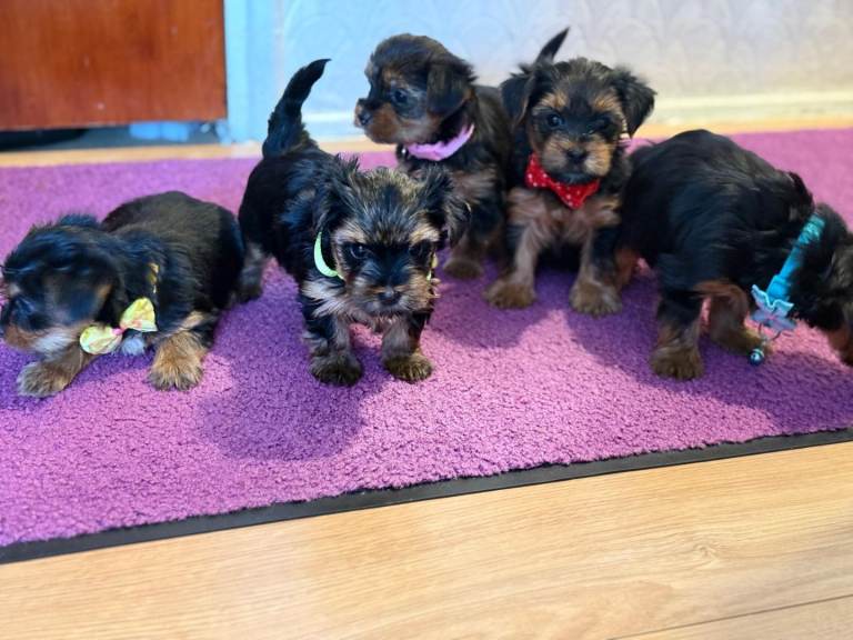 Yorkshire Terrier for sale