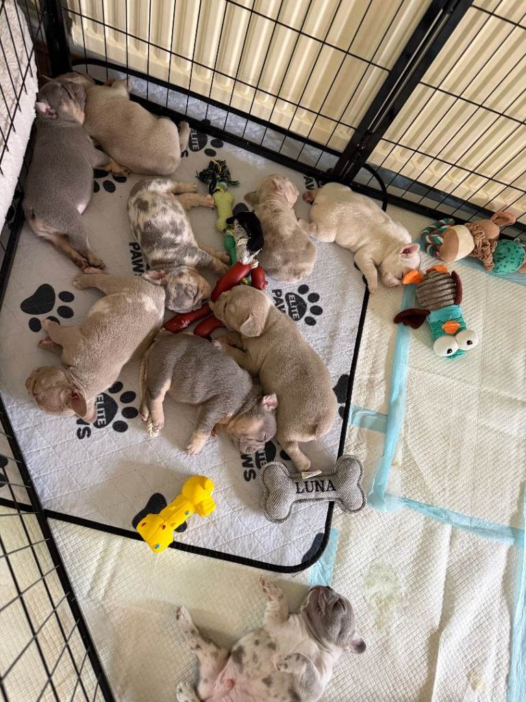 6 Weeks French Bulldog puppies for sale