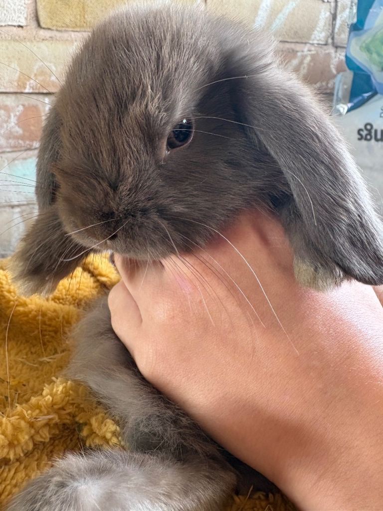 READY NOW 2 mini lops