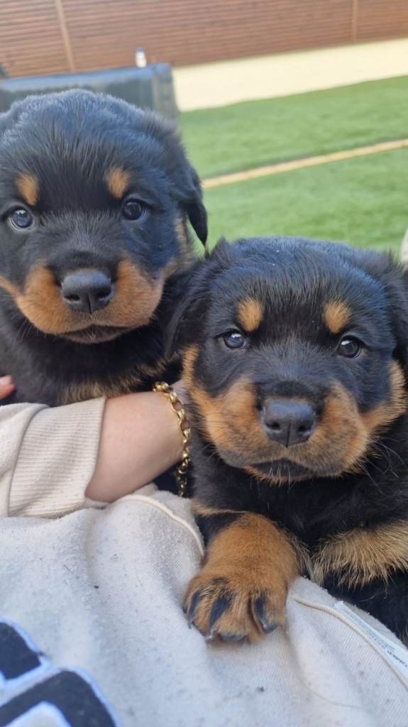 3 rottweiler boys for sale