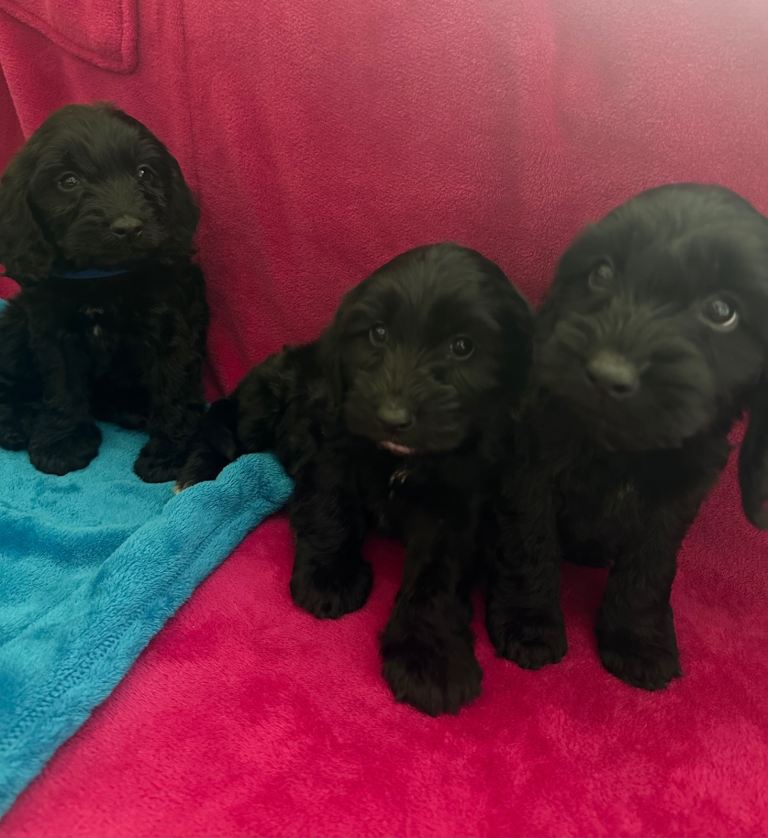 Beautiful cockapoo puppies 