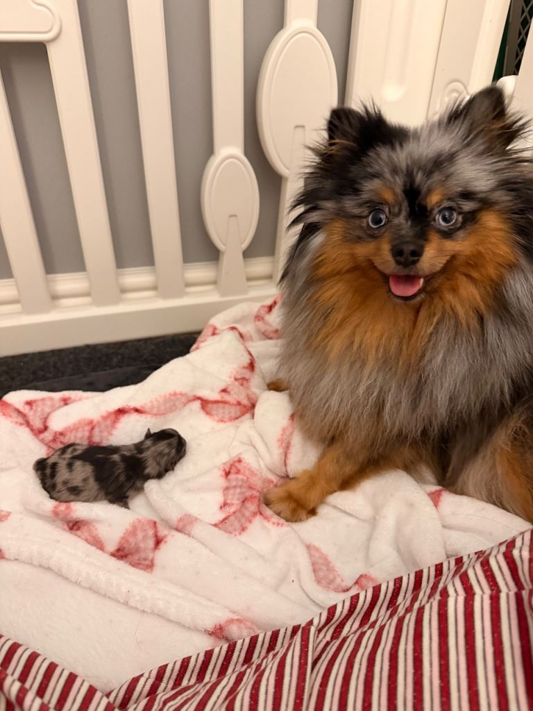 Pomeranian Merle puppy for sale
