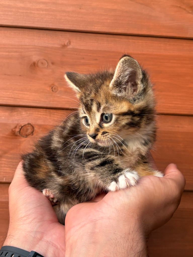 5 beautiful kittens for sale 