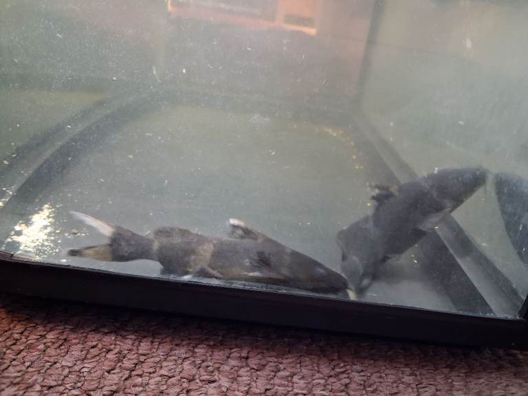 BLACK LANCER CATFISH 