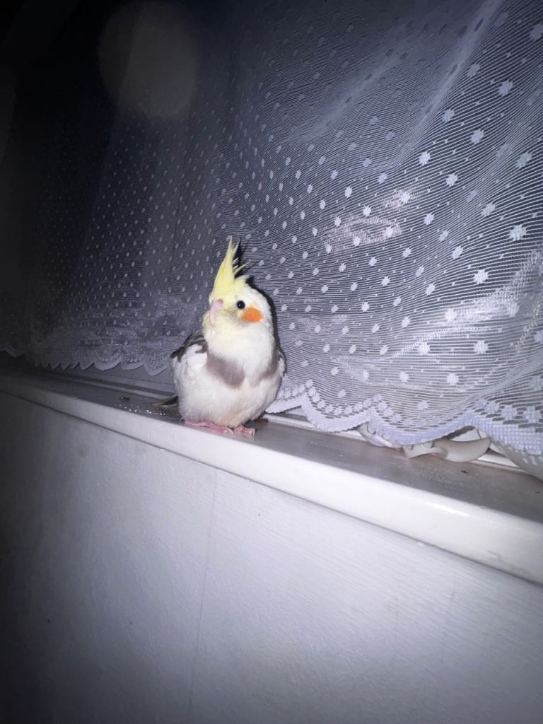 Cockatiel baby bird 