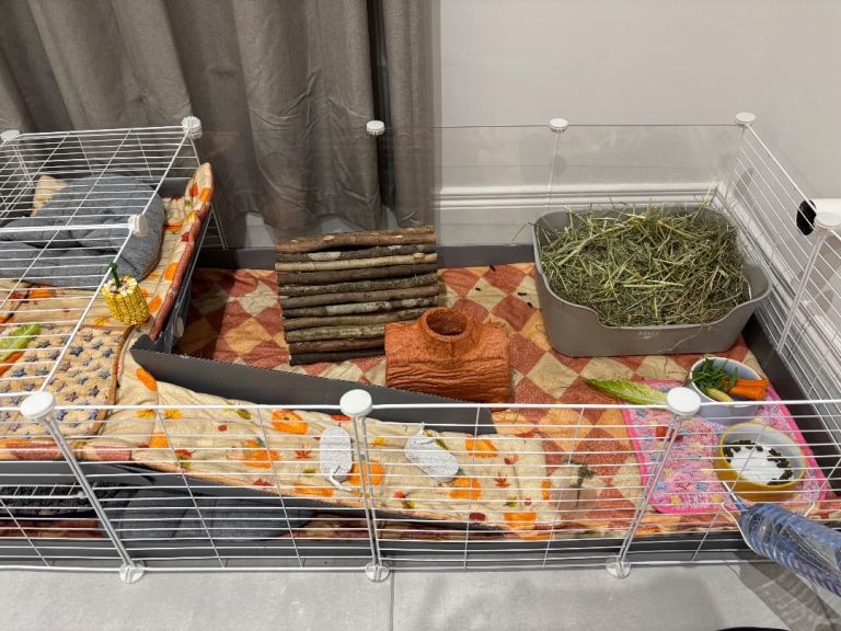 2 x Guinea pigs, cage & accesories 