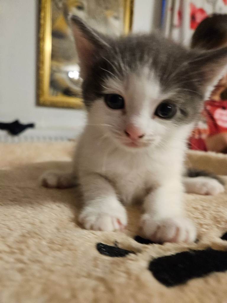 Ragdoll/ Russian Blue x kitten boy.