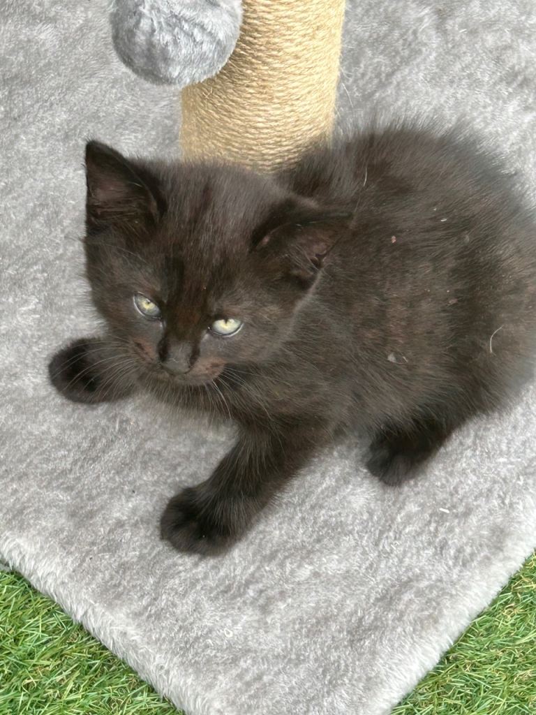 Kittens 1 female 