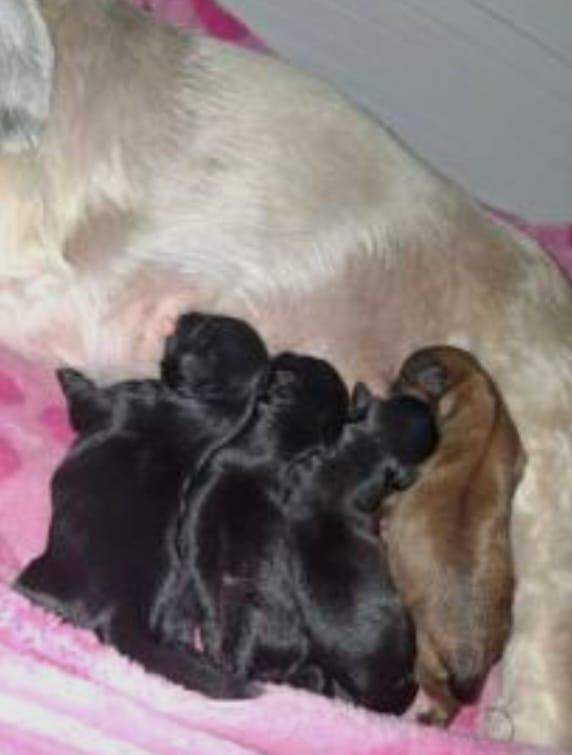 shih tzu x poodle puppy