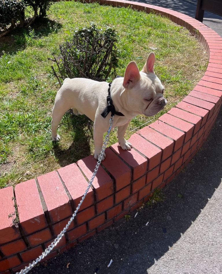 1year Old French Bulldog MALE 🐾💙