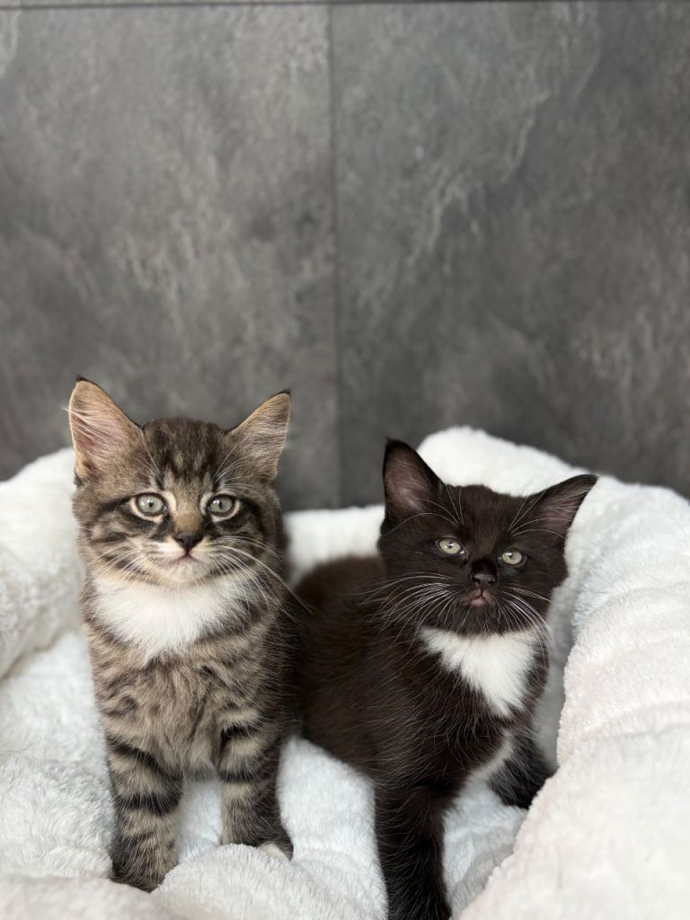 X2 beautiful male kittens