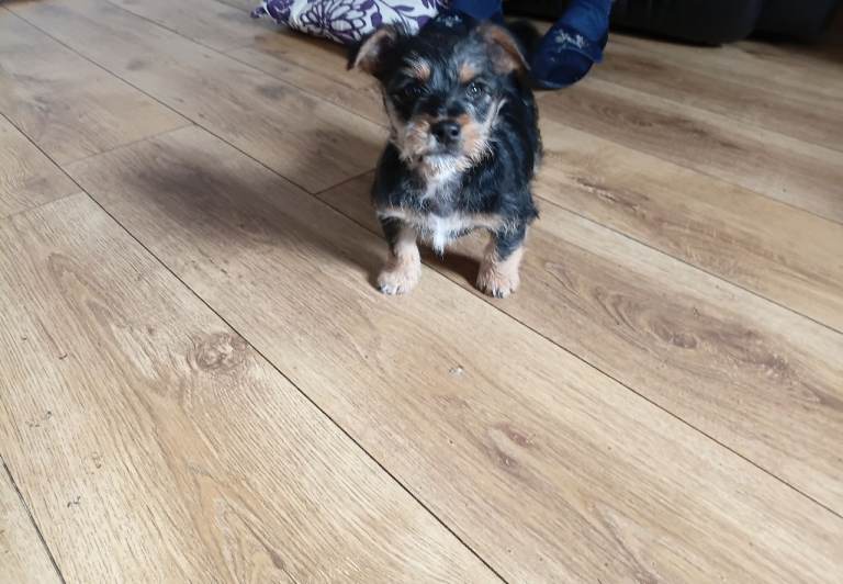 Mixed breed puppy for sale in oxford